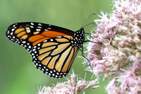 Monarch Butterfly.