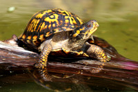 Eastern Box Turtle.
