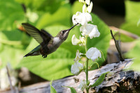 Ruby throated Hummingbird.