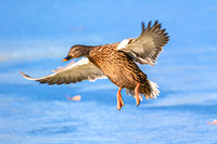 Female Mallard Duck in flight.