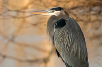 Blue Heron.