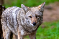 Coyote.
