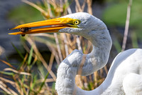 White Egret.