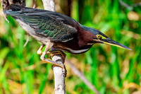 Green Heron.