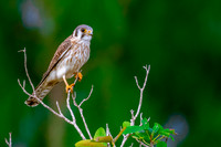 American Kestrel.