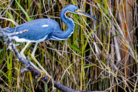 Tricolored heron.