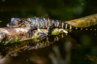 Reptiles