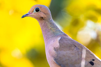 Mourning Dove.