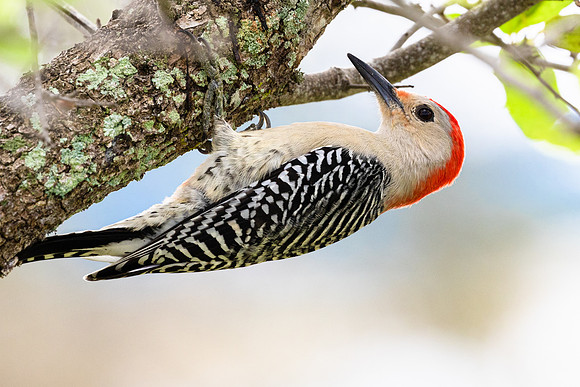 Red Bellied Woodpecker.