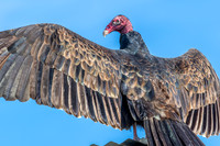 Turkey Vulture.