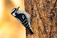 Downy Woodpecker.