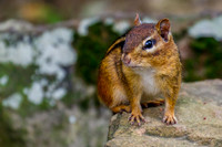 Eastern Chipmunk.