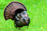 American Turkey.