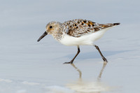 Sanderling.