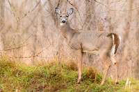 White Tail Deer.