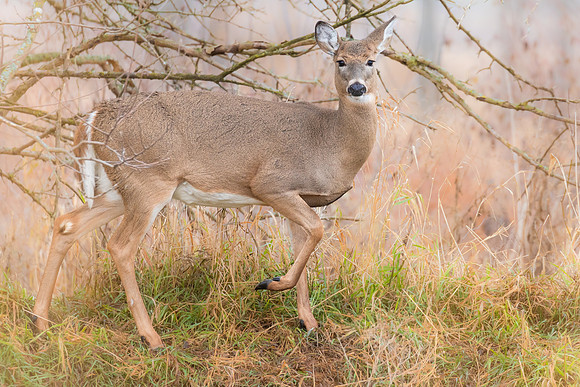 White Tail Deer.
