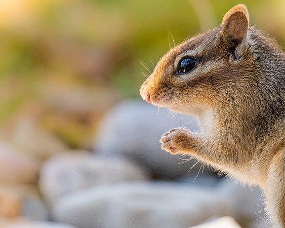 Eastern Chipmunk.