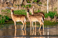 White Tail Deer.