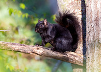 Black morph grey squirrel.