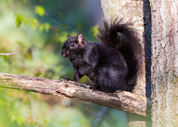 Black morph grey squirrel.