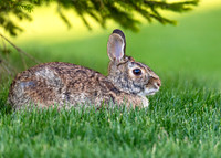 Cotton Tail Rabbit.