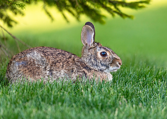 Cotton Tail Rabbit.