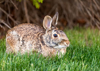 Cotton Tail Rabbit.