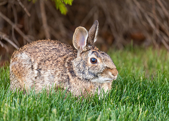 Cotton Tail Rabbit.