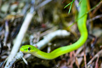 Green Rough Snake.