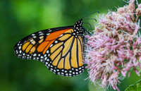 Insects