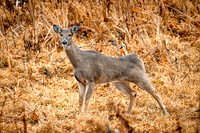 White tail deer