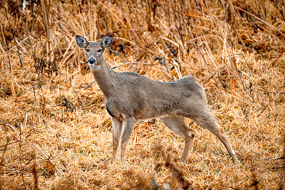 White tail deer