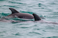 Bottlenose Dolphins