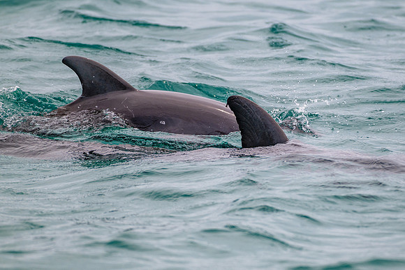 Bottlenose Dolphins