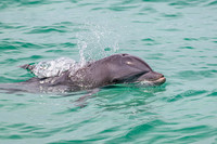 Bottlenose Dolphin