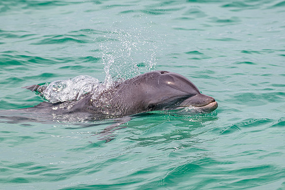 Bottlenose Dolphin