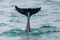 Bottlenose dolphin tail while diving.