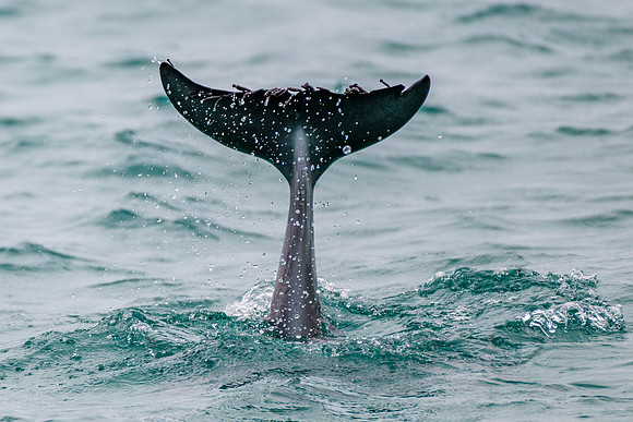 Bottlenose dolphin tail while diving.
