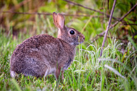 Eastern cotton tail rabbit