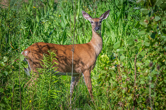 White tail deer