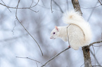 Albino grey squirrel