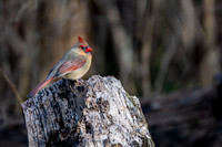 Female Northern Cardinal