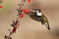 Ruby Throated Hummingbird. Kentucky USA.