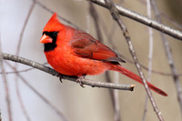 Northern Cardinal.  Kentucky USA.