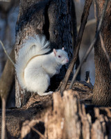 Albino grey squirrel