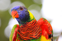 Rainbow Lorikeet Close Up.