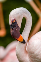 Lesser Flamingo Closeup.