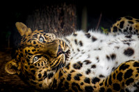 Amur Leopard.