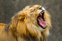 African Lion Yawning.
