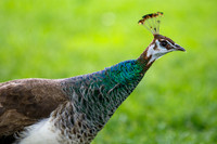 Indian Pea Hen.